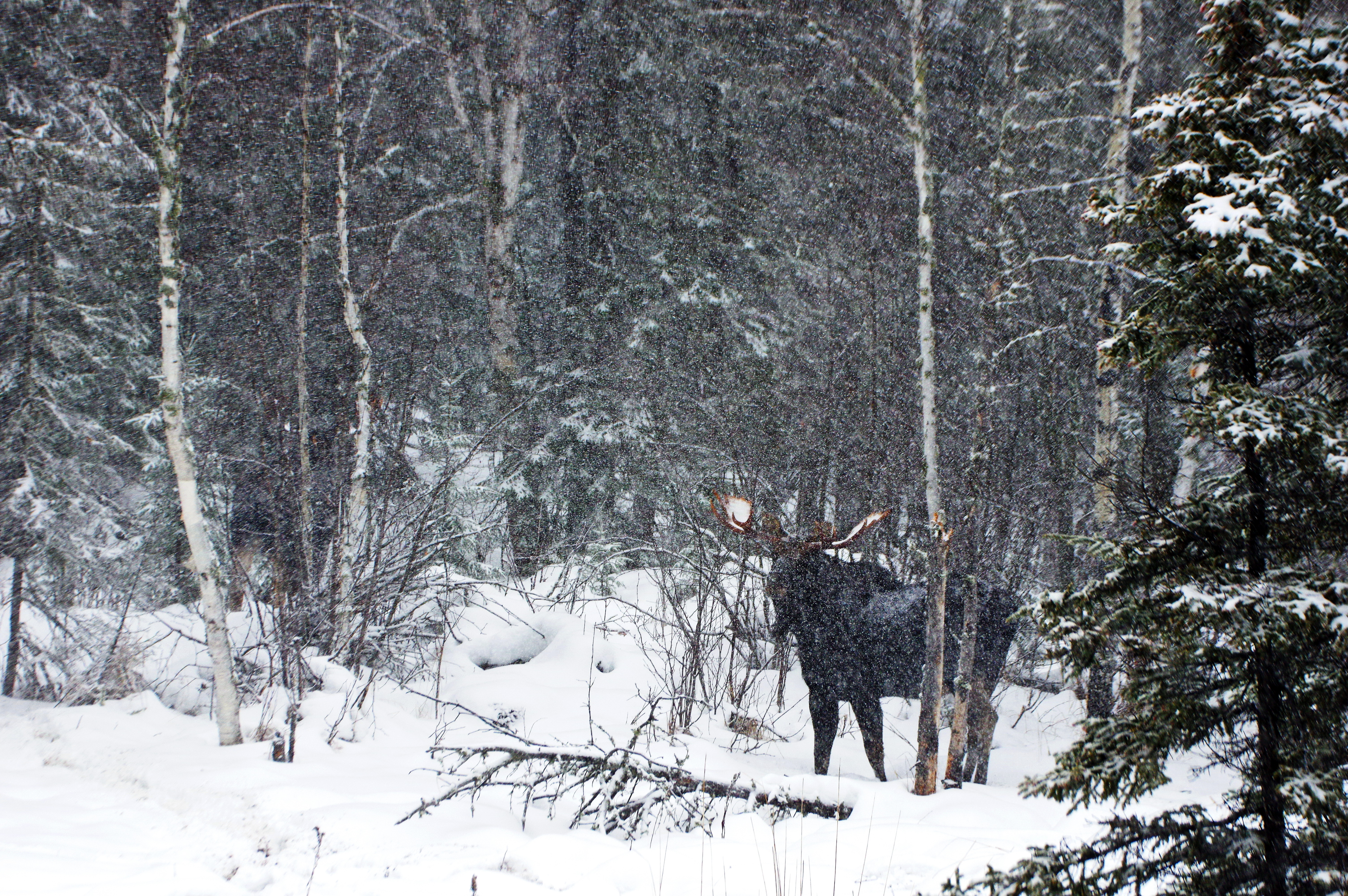 Bull moose near Ignace, Ontario.