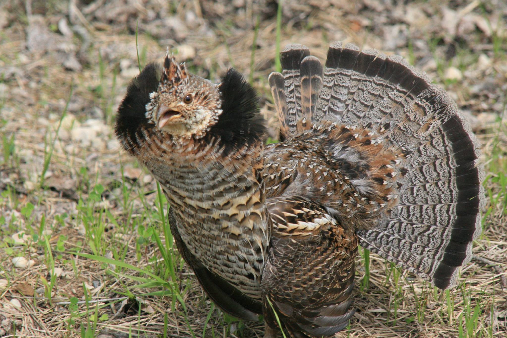 RuffedGrouse1.jpg RuffedGrouse1.jpg