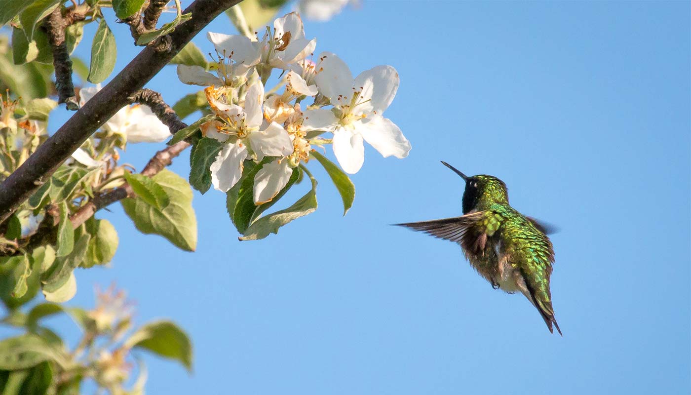 hummingbird_sminardi.jpg hummingbird_sminardi.jpg