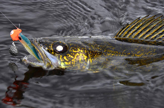 attractorjigs walleye fishing 411