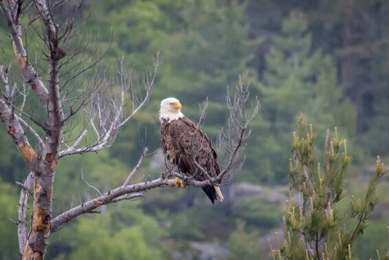 Bald Eagle on Dead Limb.