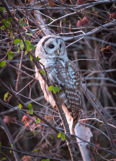 Barred Owl Backside.