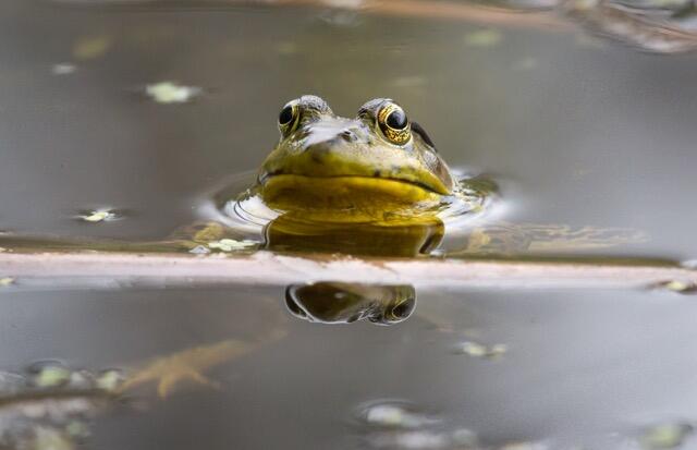 Bullfrog head.