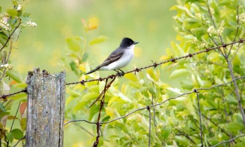 EasternKingbird sheriminardi