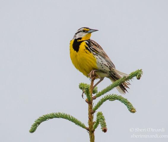 EasternMeadowlark sheriminardi