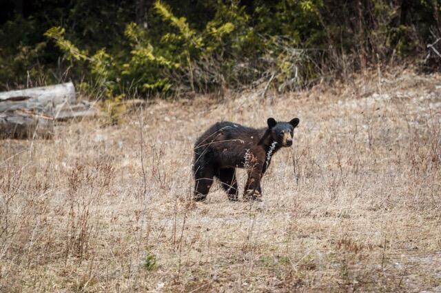 LittleIslandBear sheriminardi