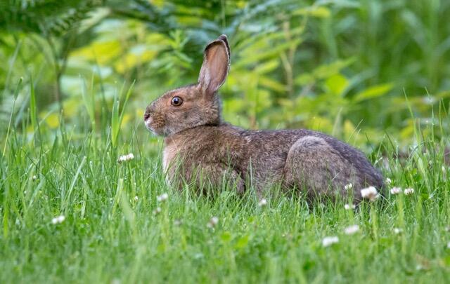 RabbitsinTwinLakesYard sheriminardi