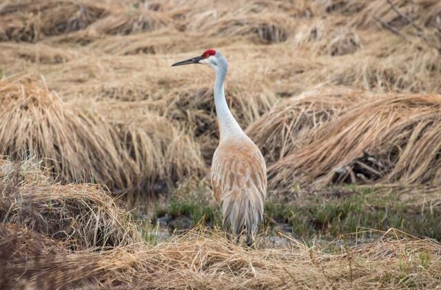 SandhillCraneinSwamp sheriminardi