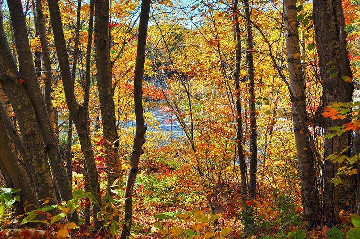 fallcolours chippewafalls hwy17