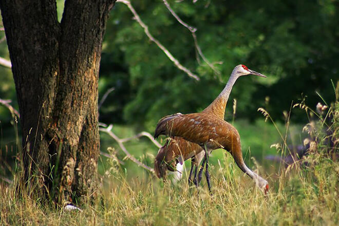 sandhill-cranes-14