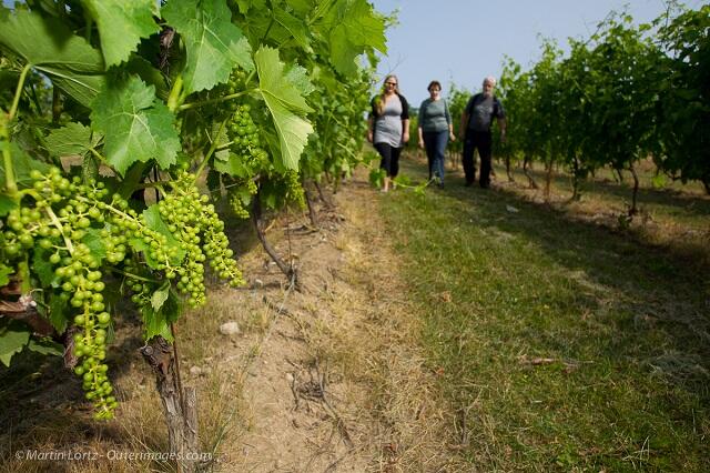 Georgian Hills Vineyard
