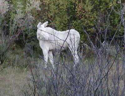 White Moose