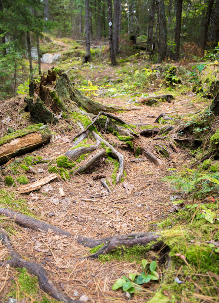 TEMAGAMI WHITE BEAR