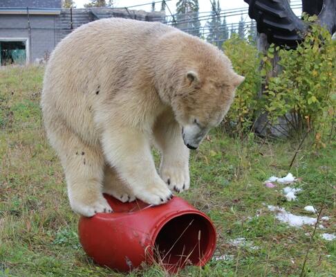 Ganuk jumping on barrel
