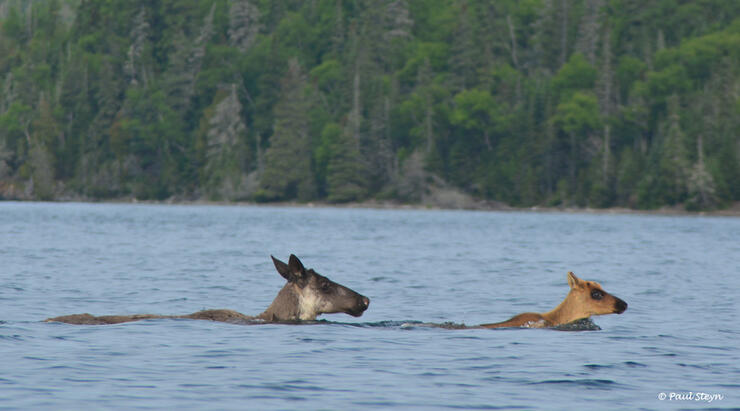 Woodland-Caribou-swimming-Slate-Islands-Paul-Steyn