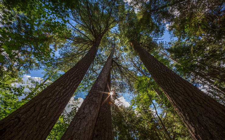 Temagami Old Growth Forest 2005