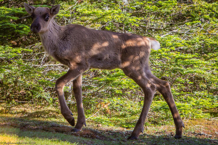 Interior-Slate-Islands-Caribou