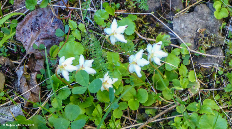 Slate-Islands-Arctic-Plants