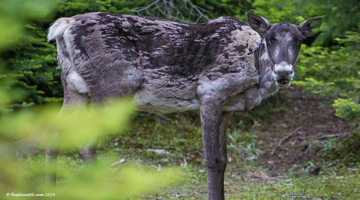 Slate-Islands-Caribou-2