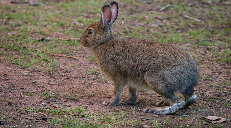 Slate-Islands-Hare