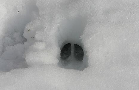 White-tailed deer track