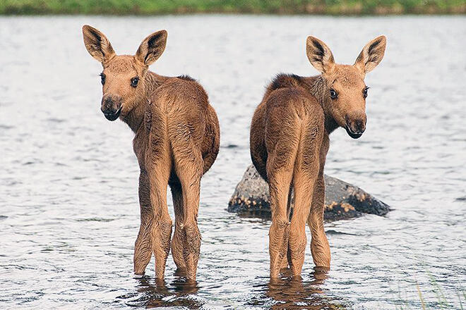 Twin moose at Larus Lake.