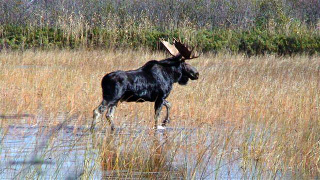 Canadian wildlife viewing