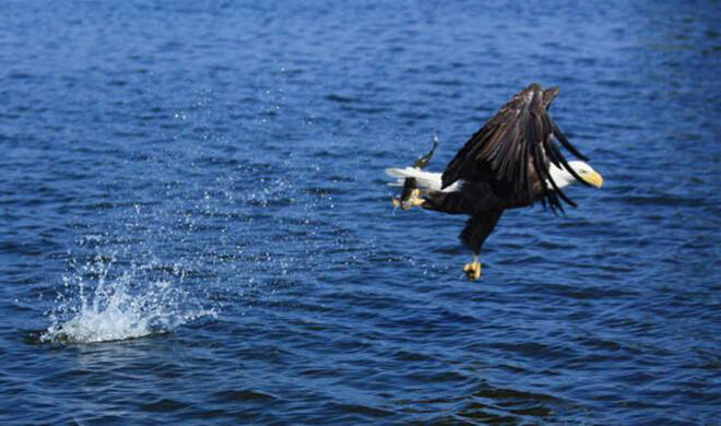 Bald Eagle swooping in to get his fresh diner
