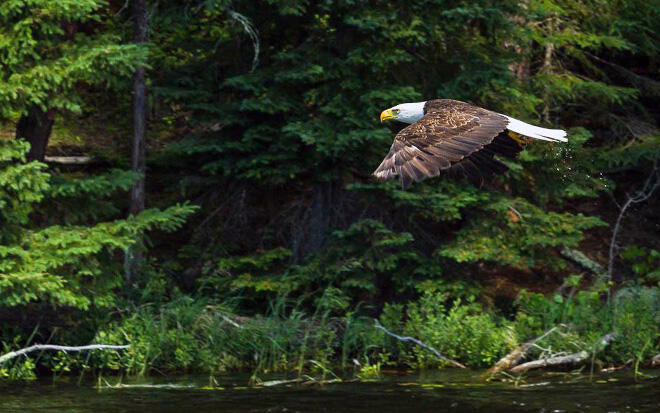 Bald Eagle flying along the shoreline