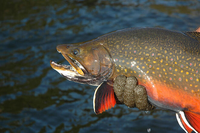 The Nigigon River once again is home to many trophy brook trout. Photo: Nipigon Historical Museum.