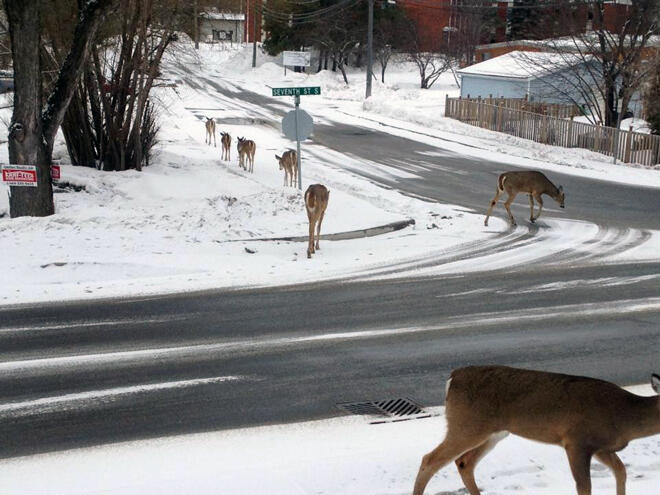 At least the deer walk down the sidewalks!