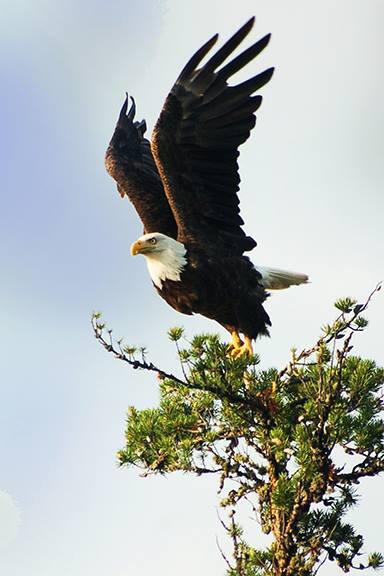 Bald eagle at Woman River Camp