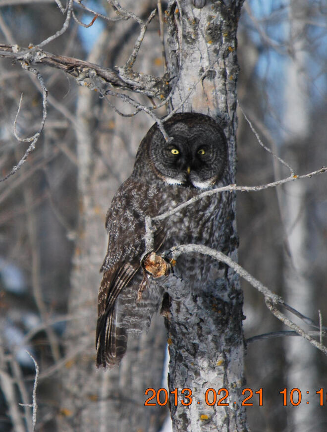 A Great Gray Owl captured on camera by Mickey Gustafson