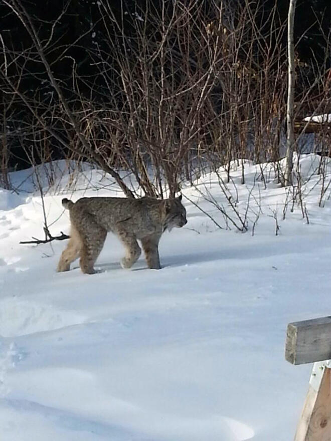 Lynx walking by Enid Carlson office at Viking Island & Outposts