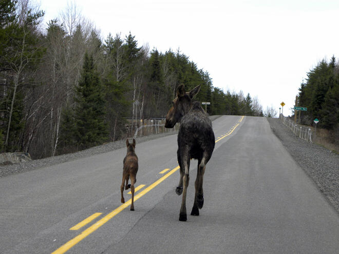 Calf and her mommy jogging down Highway 502