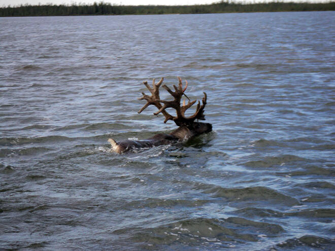Woodland Caribou swimming across Bertrand Lake