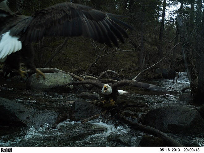 Matt Walker captured this excellent photo of two bald eagles on a trail cam