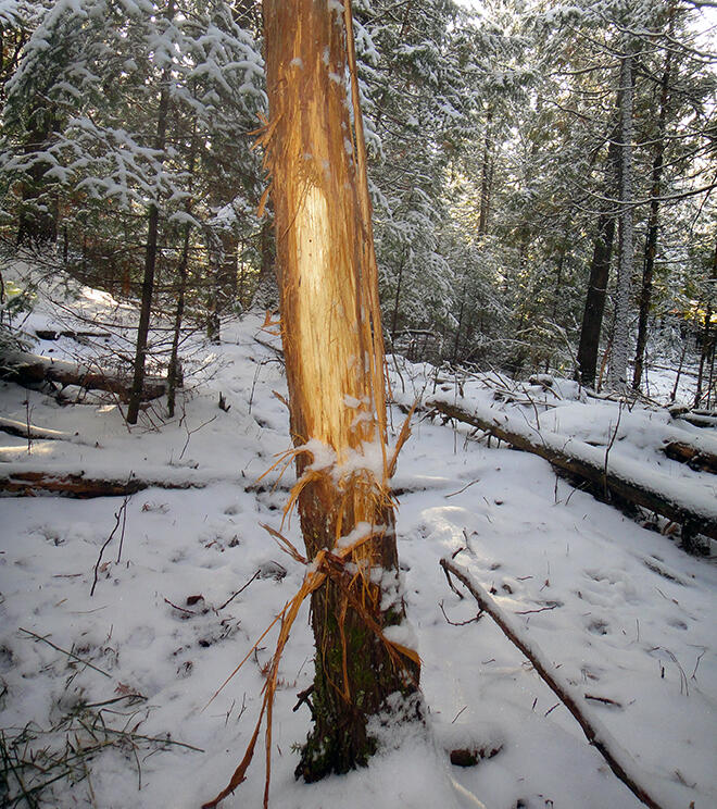 A big tree rub indicates a big buck in the area.  If you find rubs like these, you know a big buck will not be far away!