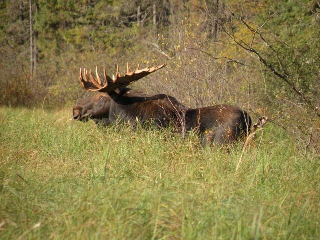 Moose