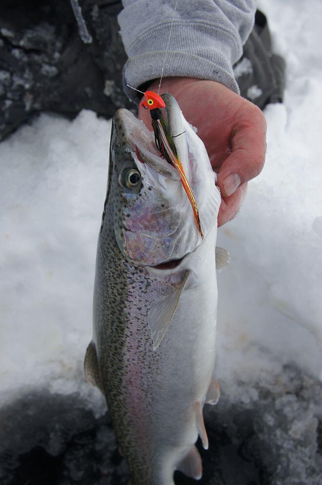 Close up Superior steelhead