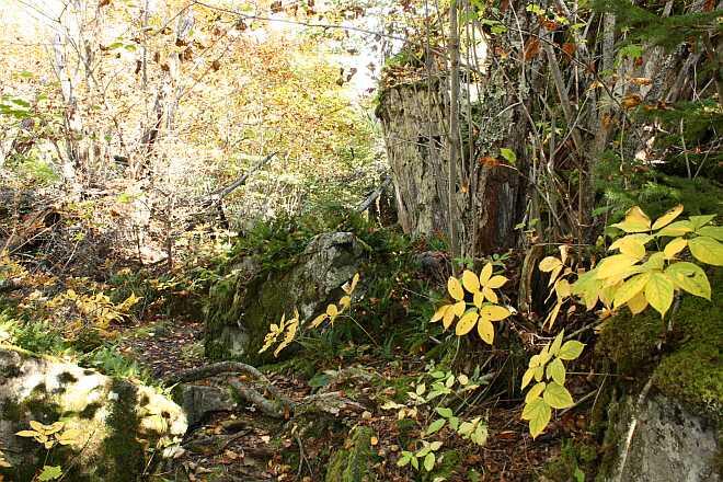 Mink Mountain - trees and leaves