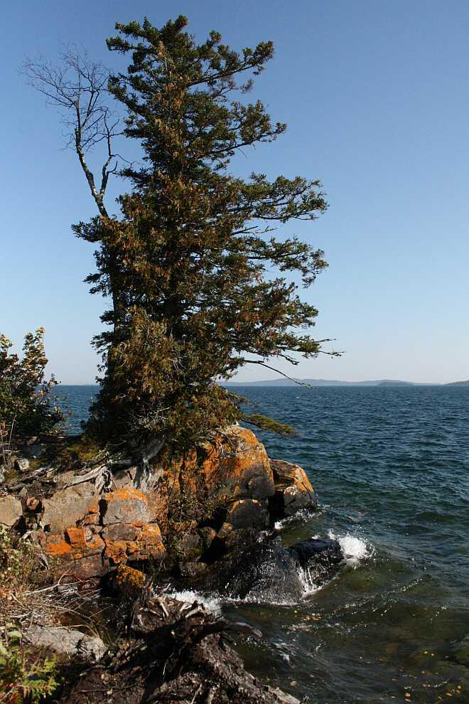 mink mountain - tree by water