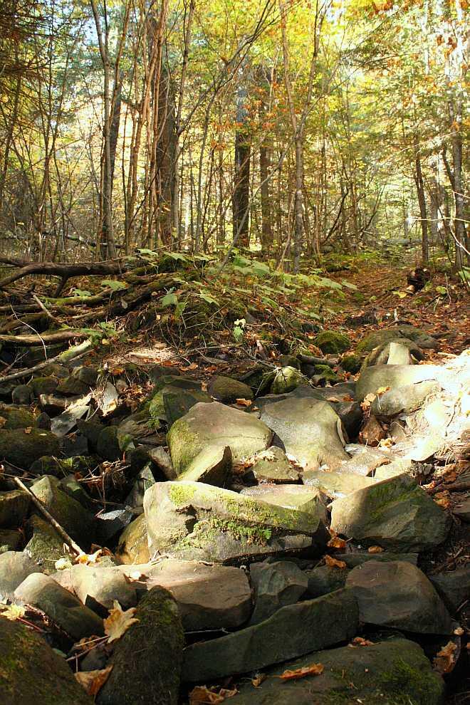 rocks and tree roots