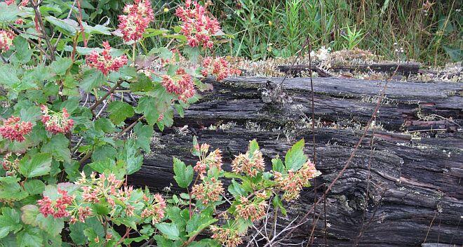 rossport trail ninebark