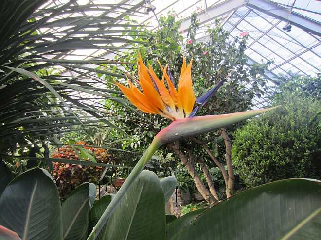 birdofparadise