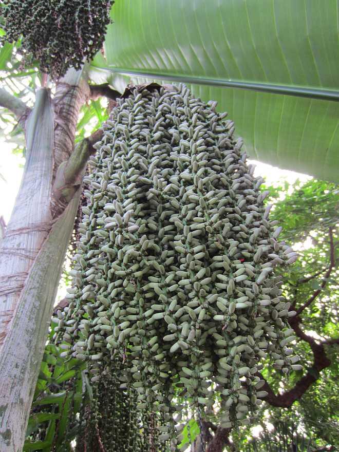 fishtail palm