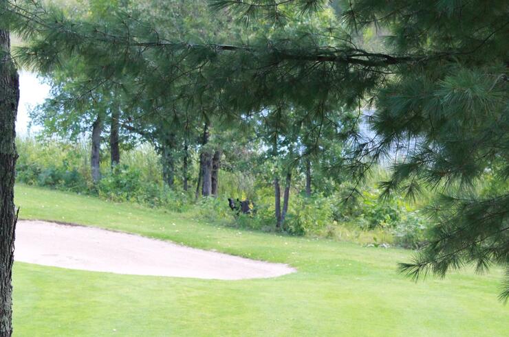 heron landing bear sandtrap