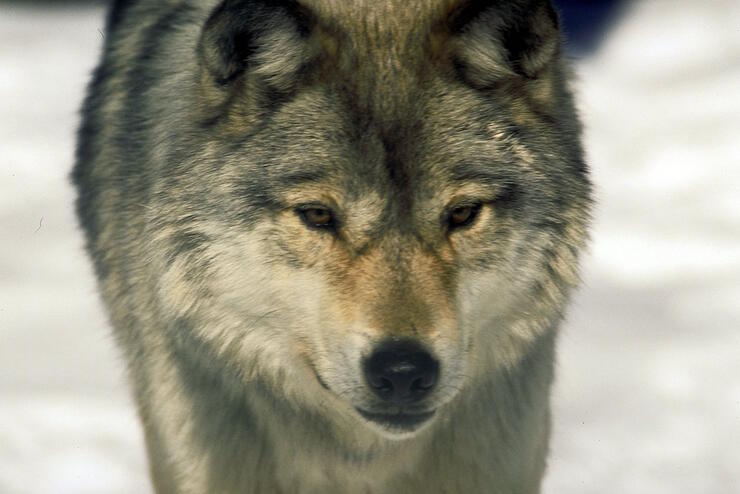 Close up of a wolf. 