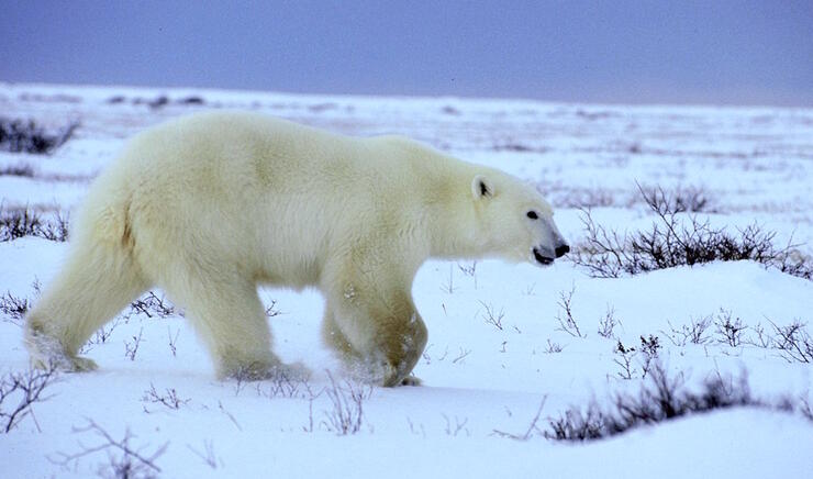 Close up of a polar bear walking on snow.