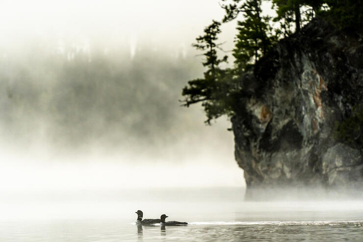 Loons on Oriana Lake. Thereâs so much to discover. Photo: David Jackson